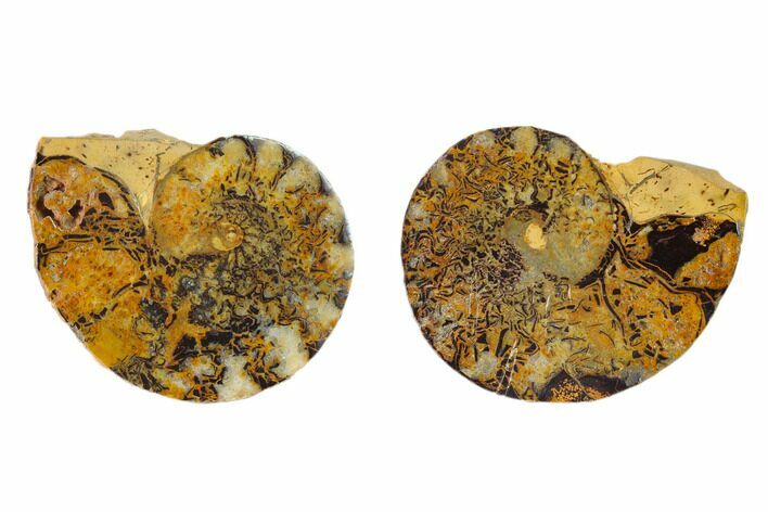 Iron Replaced Ammonite Fossil Pair - Morocco #137992